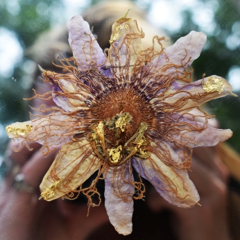 goldpurplepassionflower.mirror.1